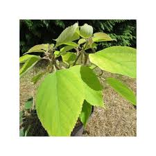 Image result for Broussonetia