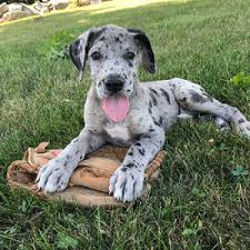 Because of a puppy's natural energy, dane owners often take steps to minimize activity while the dog is still growing. Puppies Sold In Colorado Puppyspot
