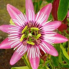 Maybe you would like to learn more about one of these? 10 Seeds Rare Pink Passion Flower Passiflora Tropical Climbing Exotic Vine Tree Buy Online In Andorra At Andorra Desertcart Com Productid 125438017