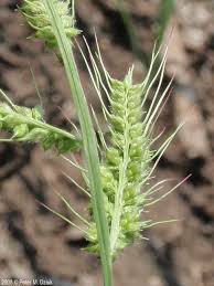 Image result for Echinochloa