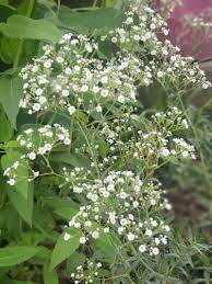 Mist or lightly water in, not moving the seeds. Can You Grow Baby S Breath In Your Garden Easily
