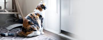 Katzen können zwar keine begleiter auf lebenszeit sein, dennoch werden sie im vergleich zu vielen anderen haustieren sehr alt. Katzennetz Katzenklappe Und Co So Ist Ihre Katze Sicher Draussen