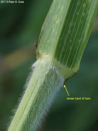 Image result for Bromus leptoclados