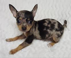 Puppyfind® provides a convenient and efficient means of selecting and purchasing the perfect boerboel puppy (or boerboel puppies) from the comfort of your home, 24 hours a day, 7 days a week. Blue Merle Chihuahua Puppies Wildcreek Puppy Kennel Facebook