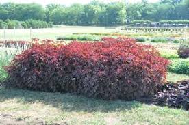 False roselle, african rose mallow. Kansas Roots Mobile Plant Browser