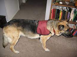 Service dogs have become a mainstay in society. How To Make A Service Dog Vest With Pattern Service Dog Vests Service Dogs Dog Vest