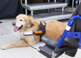 Additionally, an emotional support cat doesn't have to wear a special vest or tag of any sort, declaring your companion's status as a support animal. What S The Difference Between Service Dogs Emotional Support Dogs And Therapy Dogs Petmd