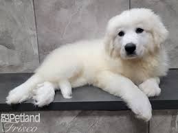 This breed's natural guarding capabilities are so ingrained though, it doesn't take too much to get the guardian. Great Pyrenees Puppies Petland Frisco Tx