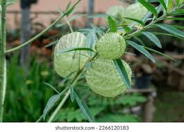 Image result for Gomphocarpus physocarpus