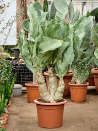 Image result for Cyphostemma