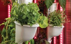 Maybe you would like to learn more about one of these? How To Grow A Garden In Your Kitchen Phoenix Home Garden