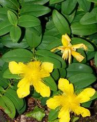 Image result for Hypericum aethiopicum