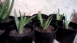 And thanks to this gel, aloe vera requires very little water to grow. Aloe Vera Plant In 6 Pot Live Plants Two In One Pot Succulents Craft Supplies Tools Delage Com Br