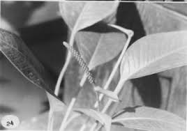 Anthurium actuangulum