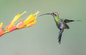 Image result for Chamaecrista wittei