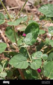 Image result for Boerhavia repens