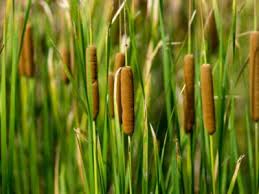 Epa, great lakes national program office. Cattail Plants Growing Information And Cattail Control