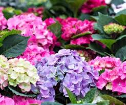 Evinizin ustası olmanızın #güzelfikir olduğunu düşünüyoruz. Ortanca Hangi Ayda Ekilir Ekilir Net