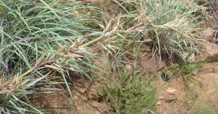 Image result for Cymbopogon caesius