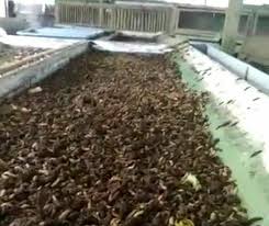/ ayam bangkok pertama kali dikenal di cina pada 1400 sm. Mengintip Budidaya Maggot Di Desa Ngampel Bidik Nasional