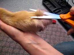 How To Trim Your Dog S Feet Golden Retriever Grooming Dog Grooming Diy Hairy Dog
