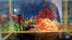 Sehingga aquarium akan terlihat bersih lebih lama, meski jika dilihat dari segi namanya ika ini terdengar sebagai ikan yang ganas, ikan redfin juga memiliki sifat pemalu oleh sebab itu ikan ini lebih aktif mencari makanan di malam hari. Jangan Salah Ini Cara Budidaya Ikan Cupang Hias Yang Benar Halaman 2