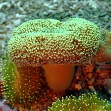 Image result for Sarcophyte piriei