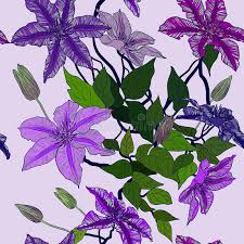 Beautiful pink bow with polka dot pattern. Clematis Sketch Stock Illustrations 400 Clematis Sketch Stock Illustrations Vectors Clipart Dreamstime