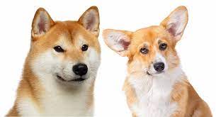 These playful welsh corgi mix puppies are a cross between the pembroke welsh corgi & another dog breed. Shiba Inu Corgi Mix Is This Cross The Perfect Family Pet