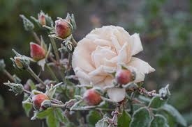 La pensée est une fleur d'automne et d'hiver, mais aussi du printemps et d'été incontournable. L Entretien Des Rosiers En Hiver Que Faut Il Faire Roses Guillot Le Blog