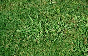 Roundstone native seed has been growing and supplying clean, high quality, regionally adapted native seed to the eastern half of the us for over 20 years. What Is Dallisgrass In Georgia Proactive Pest Control