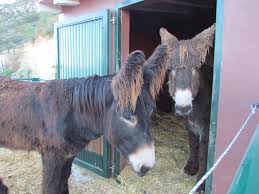 The baudet de poitou (also known as the poitou ass,12 the poitou donkey,3 the poitevin donkey,3 and the mammoth donkey1) is a breed of donkey originating in the poitou region of france. Baudet Du Poitou Eselgestut Les Murtes Spanien