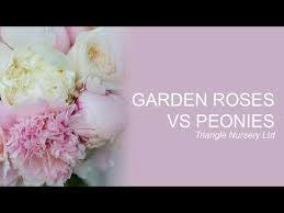 Cabbage roses and dahlias daisies and peonies hydrangeas and peonies. Peonies Vs Garden Roses The Flower Hub