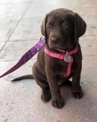 Ces Bebes Labradors Sont A Croquer Labrador Retriever Labrador Puppy Chocolate Lab Puppies