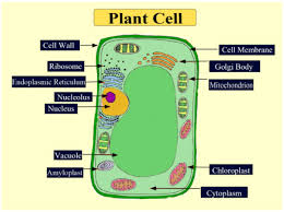 Although both animal and plant cells bear similarities, there are differences between plant and animal cells by from shape, size, organelles & functions. Difference Between Plant Cell And Animal Cell
