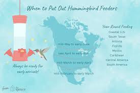 Hummingbird Season When To Put Out Hummingbird Feeders