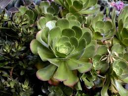Maybe you would like to learn more about one of these? 16 Interesting Foliage Plants With Colorful Leaves You Should See Florgeous