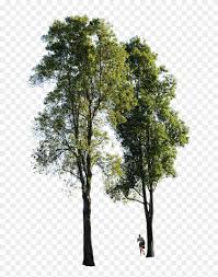 Explore similar vector, clipart, realistic png images on pngarts. Free Png Download Tree High Quality Png Images Background Transparent Background Tree Png Clipart 353296 Pikpng