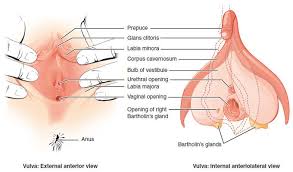 Positions of the uterus and vagina. The Female Reproductive System Boundless Anatomy And Physiology