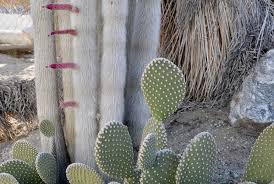 Cactus specialties (livermore, california) rare african succulents and cacti. Cactus Mart Cacti Succulents Desert Plant Emporium Morongo Valley Ca
