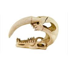Enfeite De Resina Soma Cranio Tigre Dente De Sabre 25x17x16cm Objetos De Decoracao Magazine Luiza