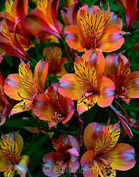 Pin On Flowers