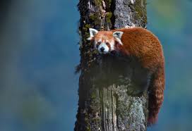 Red pandas are small raccoon like mammals. Tagging Red Riding Hood The Red Panda Saevus