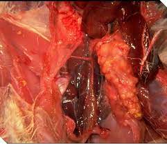 Occurs when aspergillus causes inflammation in the lungs and allergy symptoms such as coughing and wheezing. Poultryworld Aspergillosis Brooder Pneumonia