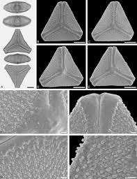 Image result for Agelanthus sp. aff. A. brunneus