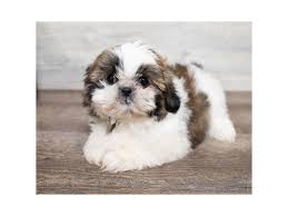 Meowooff offers only elite purebred kittens and puppies. Maltese Shih Tzu Puppies Idaho