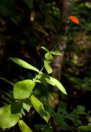 Image result for Hypericophyllum compositarum