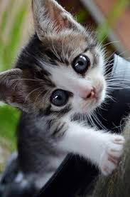 Looking for a great new game for game night? Free Online Picture Resizer Crop And Resize Photos Images Or Pictures Online For Free Kittens Cutest Baby Animals Cute Animals