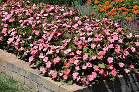 Image result for Impatiens salpinx