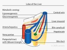 Most of the liver's mass is located on the right side of the body where it descends. Central Vein Lobule In The Liver Amber Heard Anatomy Liver Lobule Diagram Labeled Hd Png Download Kindpng